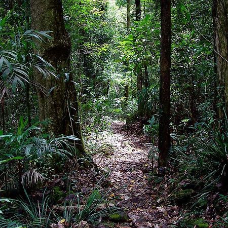 Springbrook Lyrebird Retreat Villa Eksteriør billede