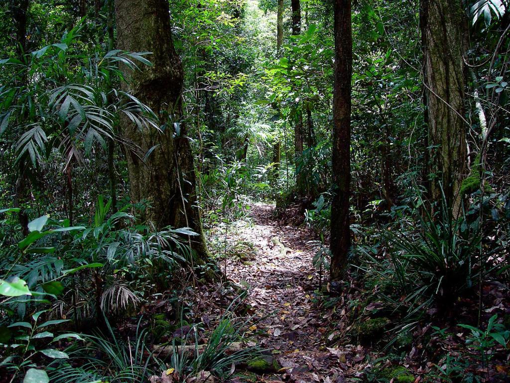 Springbrook Lyrebird Retreat Villa Eksteriør billede