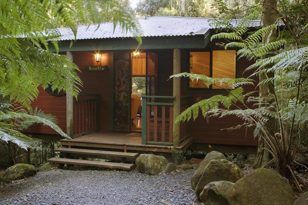 Springbrook Lyrebird Retreat Villa Eksteriør billede