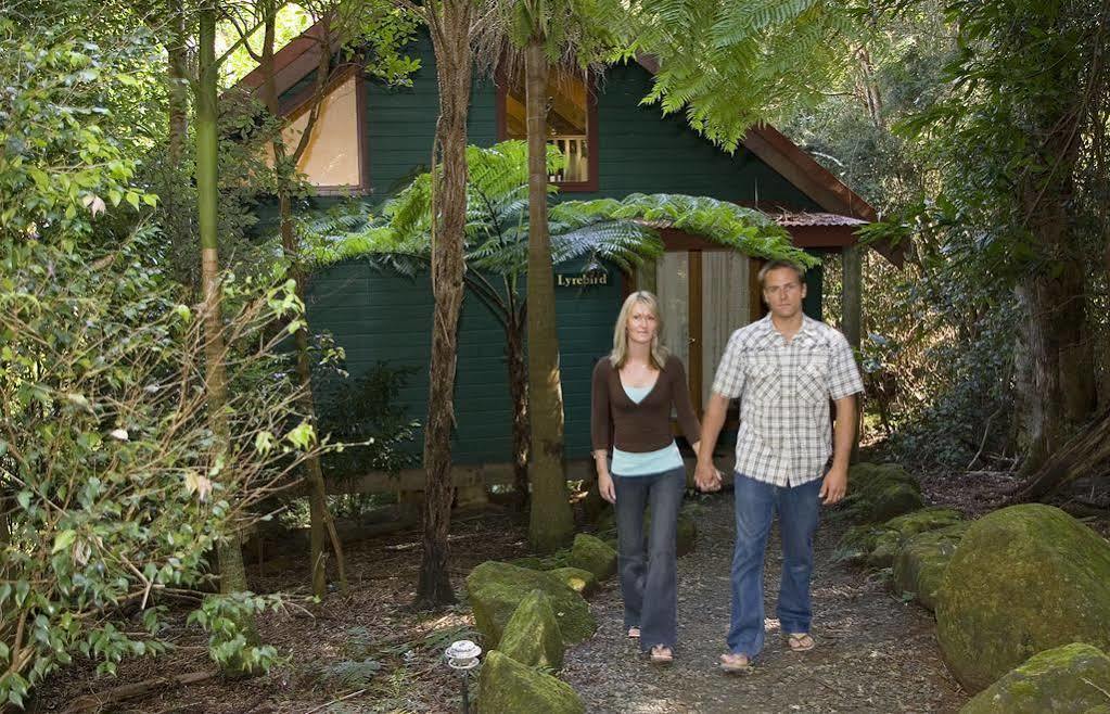 Springbrook Lyrebird Retreat Villa Eksteriør billede